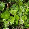 Fotografia 8 da espécie Hydrocotyle bonariensis do Jardim Botânico UTAD