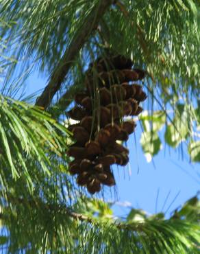 Fotografia 3 da espécie Pinus strobus no Jardim Botânico UTAD