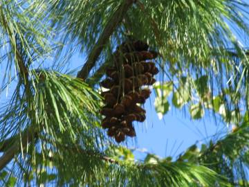 Fotografia da espécie Pinus strobus