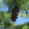 Fotografia 3 da espécie Pinus strobus do Jardim Botânico UTAD