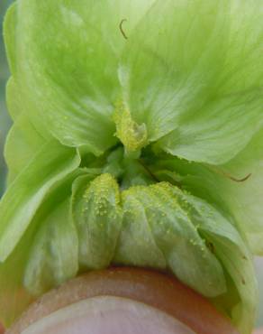 Fotografia 6 da espécie Humulus lupulus no Jardim Botânico UTAD