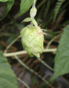 Fotografia 8 da espécie Humulus lupulus no Jardim Botânico UTAD