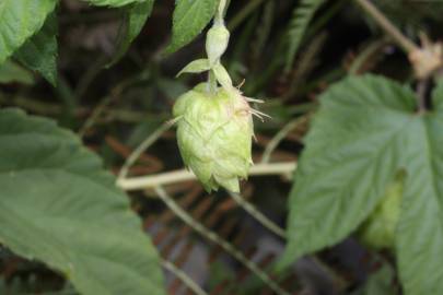 Fotografia da espécie Humulus lupulus