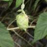 Fotografia 8 da espécie Humulus lupulus do Jardim Botânico UTAD