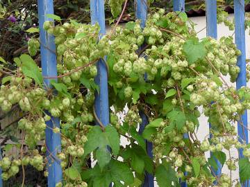 Fotografia da espécie Humulus lupulus