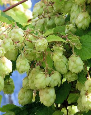 Fotografia 10 da espécie Humulus lupulus no Jardim Botânico UTAD