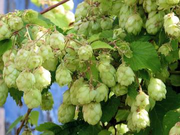 Fotografia da espécie Humulus lupulus