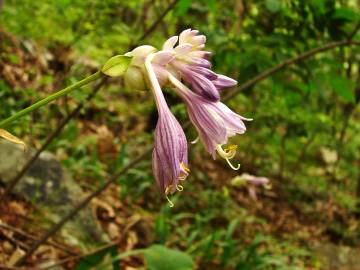 Fotografia da espécie Hosta capitata