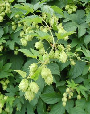 Fotografia 12 da espécie Humulus lupulus no Jardim Botânico UTAD