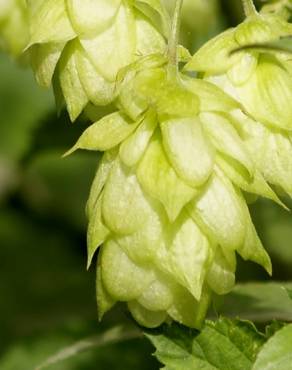 Fotografia 13 da espécie Humulus lupulus no Jardim Botânico UTAD