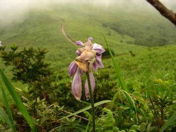 Fotografia da espécie Hosta capitata