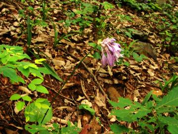 Fotografia da espécie Hosta capitata