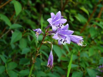 Fotografia da espécie Hosta capitata