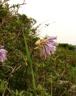 Fotografia 7 da espécie Hosta capitata no Jardim Botânico UTAD