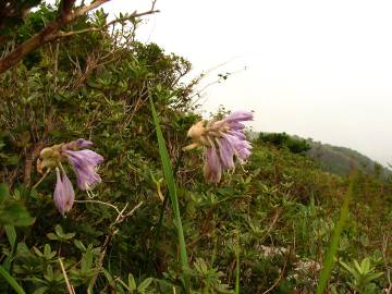 Fotografia da espécie Hosta capitata