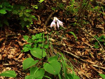 Fotografia da espécie Hosta capitata