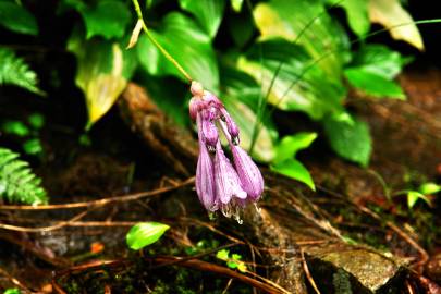 Fotografia da espécie Hosta capitata