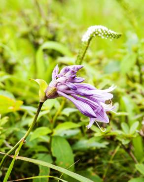 Fotografia 10 da espécie Hosta capitata no Jardim Botânico UTAD