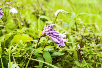 Fotografia da espécie Hosta capitata