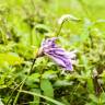 Fotografia 10 da espécie Hosta capitata do Jardim Botânico UTAD