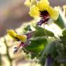 Fotografia 6 da espécie Hyoscyamus aureus do Jardim Botânico UTAD