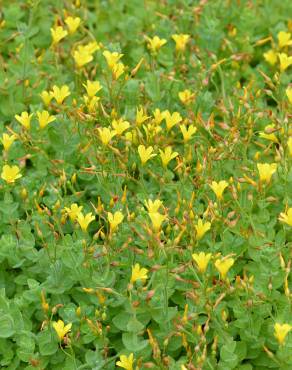 Fotografia 5 da espécie Hypericum elodes no Jardim Botânico UTAD