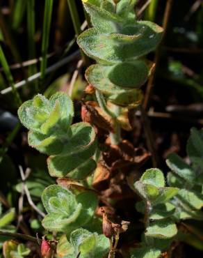 Fotografia 7 da espécie Hypericum elodes no Jardim Botânico UTAD