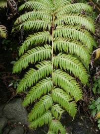 Fotografia da espécie Woodwardia radicans