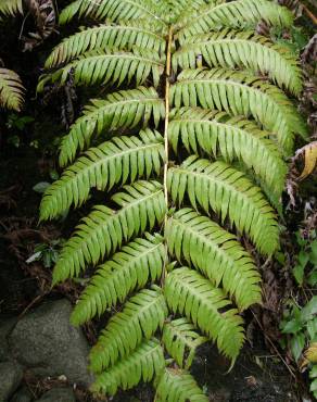 Fotografia 7 da espécie Woodwardia radicans no Jardim Botânico UTAD