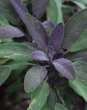 Fotografia 1 da espécie Salvia officinalis var. purpurascens no Jardim Botânico UTAD