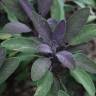 Fotografia 1 da espécie Salvia officinalis var. purpurascens do Jardim Botânico UTAD