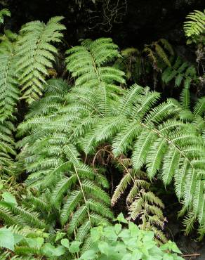 Fotografia 8 da espécie Woodwardia radicans no Jardim Botânico UTAD