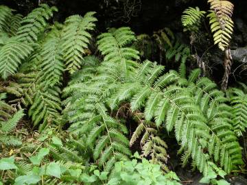 Fotografia da espécie Woodwardia radicans