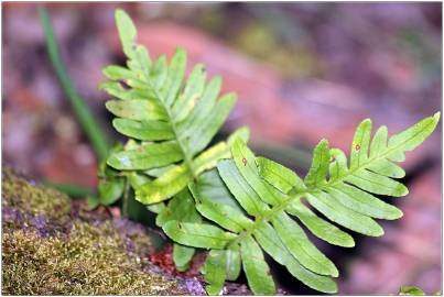 Fotografia da espécie Woodwardia radicans