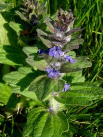 Fotografia da espécie Ajuga pyramidalis subesp. meonantha