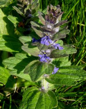 Fotografia 8 da espécie Ajuga pyramidalis subesp. meonantha no Jardim Botânico UTAD