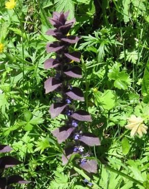 Fotografia 9 da espécie Ajuga pyramidalis subesp. meonantha no Jardim Botânico UTAD