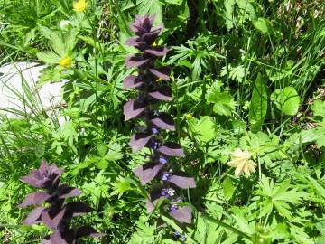 Fotografia da espécie Ajuga pyramidalis subesp. meonantha