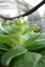 Fotografia da espécie Ajuga pyramidalis subesp. meonantha