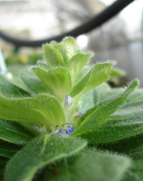 Fotografia 10 da espécie Ajuga pyramidalis subesp. meonantha no Jardim Botânico UTAD