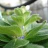 Fotografia 10 da espécie Ajuga pyramidalis subesp. meonantha do Jardim Botânico UTAD