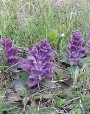 Fotografia 11 da espécie Ajuga pyramidalis subesp. meonantha no Jardim Botânico UTAD