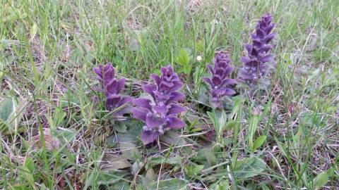 Fotografia da espécie Ajuga pyramidalis subesp. meonantha