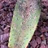 Fotografia 4 da espécie Aloe vera do Jardim Botânico UTAD