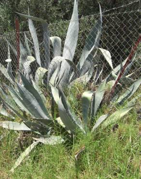 Fotografia 5 da espécie Aloe vera no Jardim Botânico UTAD