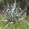 Fotografia 5 da espécie Aloe vera do Jardim Botânico UTAD