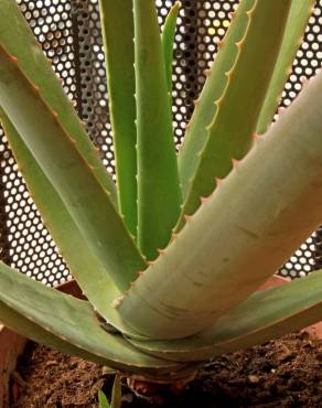 Fotografia 6 da espécie Aloe vera no Jardim Botânico UTAD