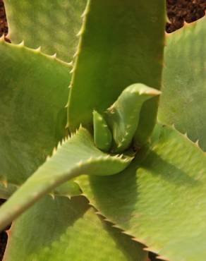 Fotografia 7 da espécie Aloe vera no Jardim Botânico UTAD