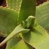 Fotografia 7 da espécie Aloe vera do Jardim Botânico UTAD