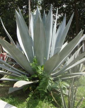 Fotografia 8 da espécie Aloe vera no Jardim Botânico UTAD